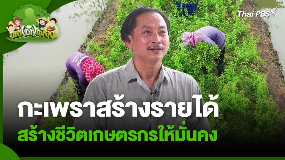 พอดีพอเพียง : กะเพราสร้างรายได้ สร้างชีวิตเกษตรกรให้มั่นคง