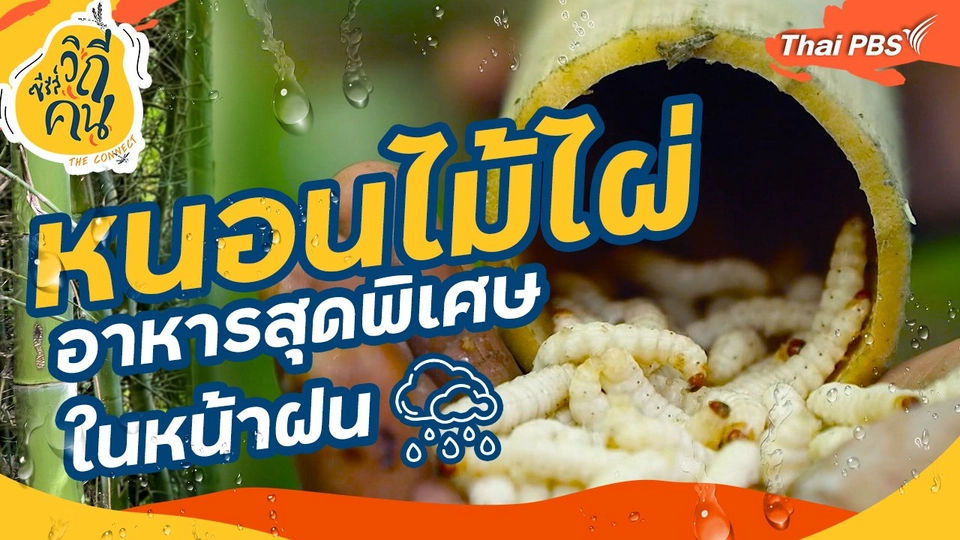 ​“หนอนไม้ไผ่” อาหารสุดพิเศษในหน้าฝน
