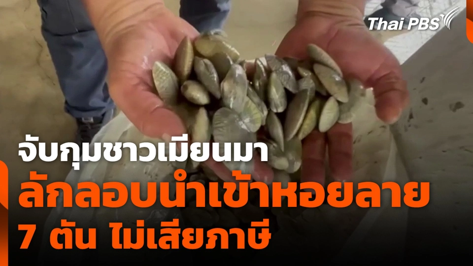 จับกุมชาวเมียนมา ลักลอบนำเข้าหอยลาย 7 ตัน ไม่เสียภาษี