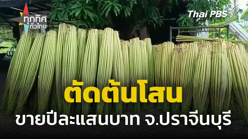 ตัดต้นโสน ขายปีละแสนบาท จ.ปราจีนบุรี