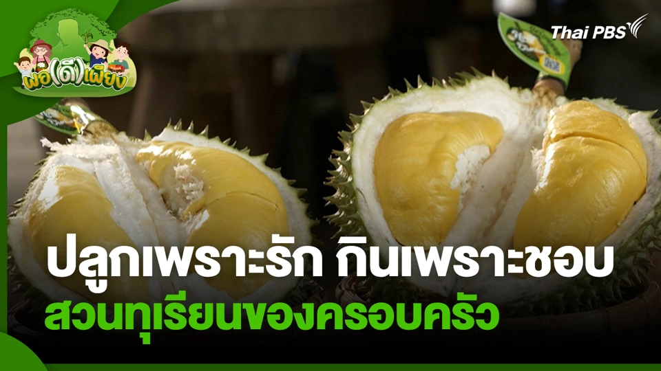 ปลูกเพราะรัก กินเพราะชอบ สวนทุเรียนของครอบครัว