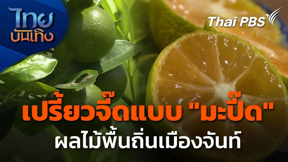 เปรี้ยวจี๊ดแบบ "มะปี๊ด" ผลไม้พื้นถิ่นเมืองจันท์