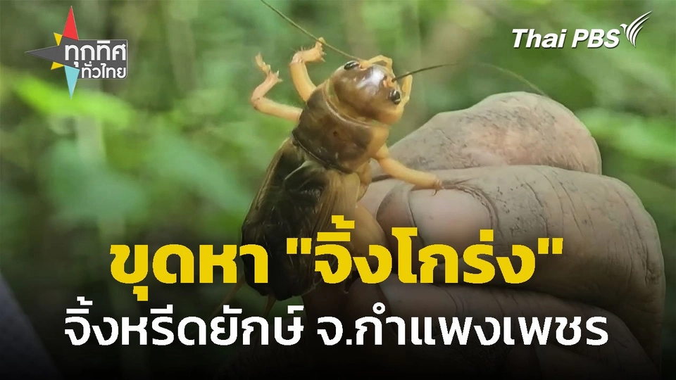 เข้าป่าขุดหา "จิ้งโกร่ง" จ.กำแพงเพชร