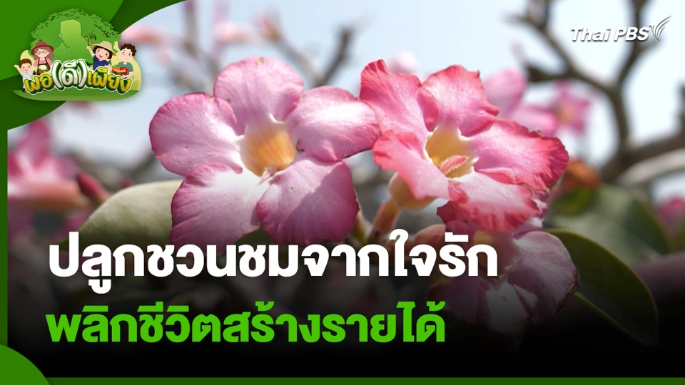 ปลูกชวนชมจากใจรัก พลิกชีวิตสร้างรายได้