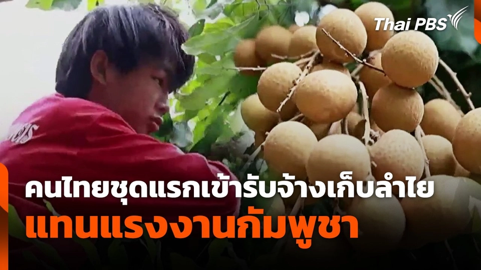 คนไทยชุดแรกเข้ารับจ้างเก็บลำไยแทนแรงงานกัมพูชา