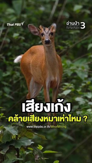 เสียงเก้ง คล้ายเสียงหมาเห่าไหม ?
