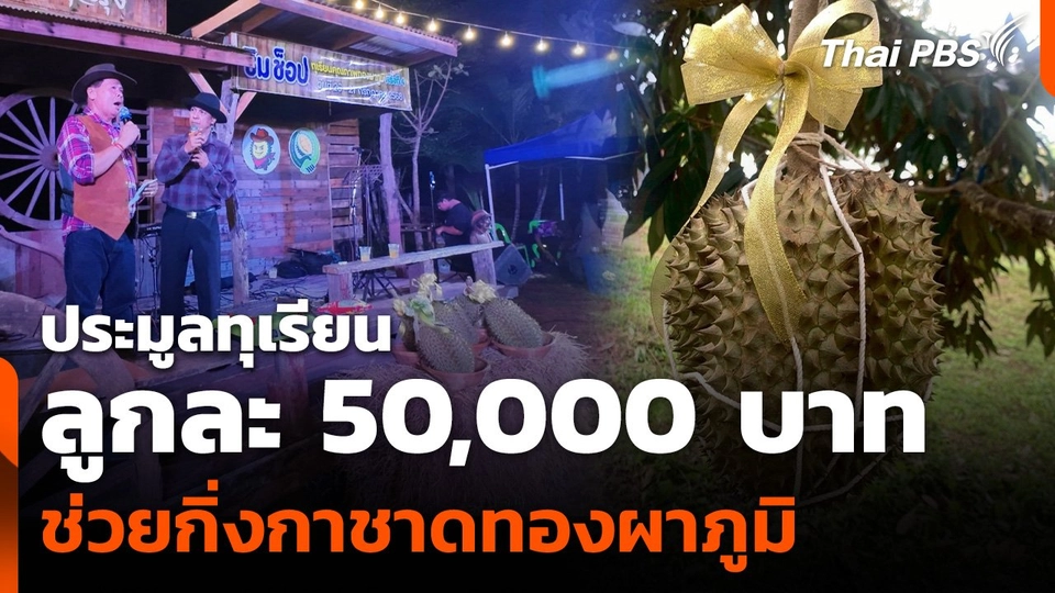 ประมูลทุเรียน ลูกละ 50,000 บาท ช่วยกิ่งกาชาดทองผาภูมิ