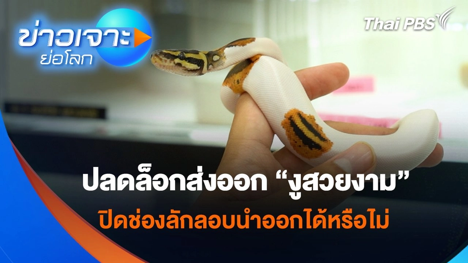 ปลดล็อกส่งออก “งูสวยงาม” ปิดช่องลักลอบนำออกได้หรือไม่