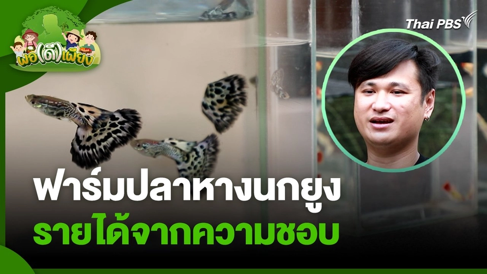 พอดีพอเพียง : ฟาร์มปลาหางนกยูง รายได้จากความชอบ