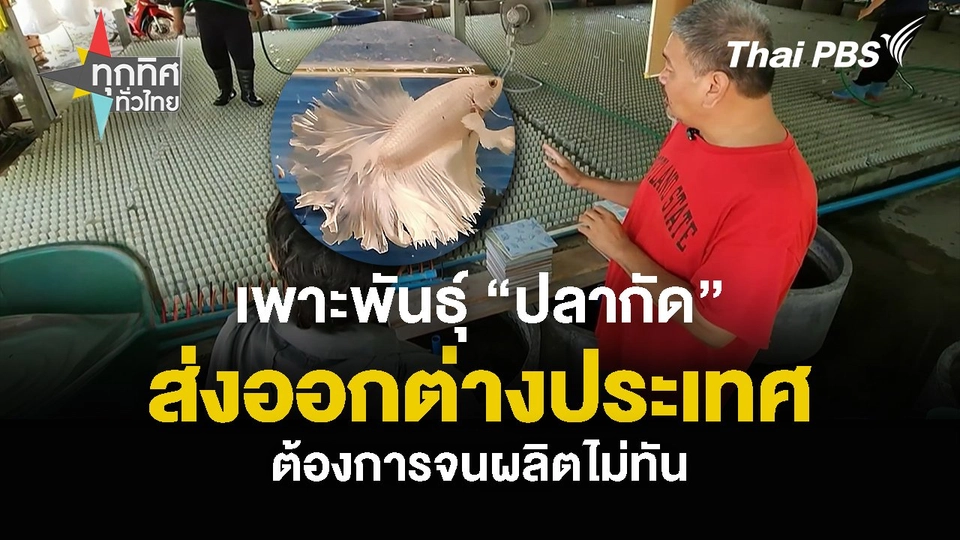 เพาะพันธุ์ “ปลากัด” ส่งออกต่างประเทศ ต้องการจนผลิตไม่ทัน
