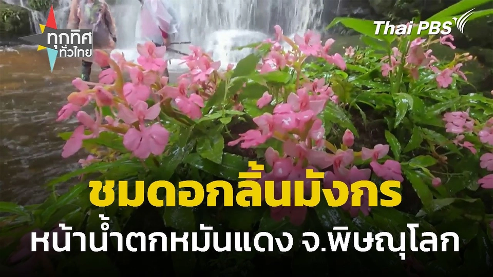 ชมดอกลิ้นมังกรบานปีละครั้ง หน้าน้ำตกหมันแดง