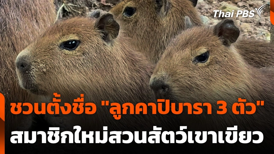 ชวนตั้งชื่อ "ลูกคาปิบารา 3 ตัว" สมาชิกใหม่สวนสัตว์เขาเขียว