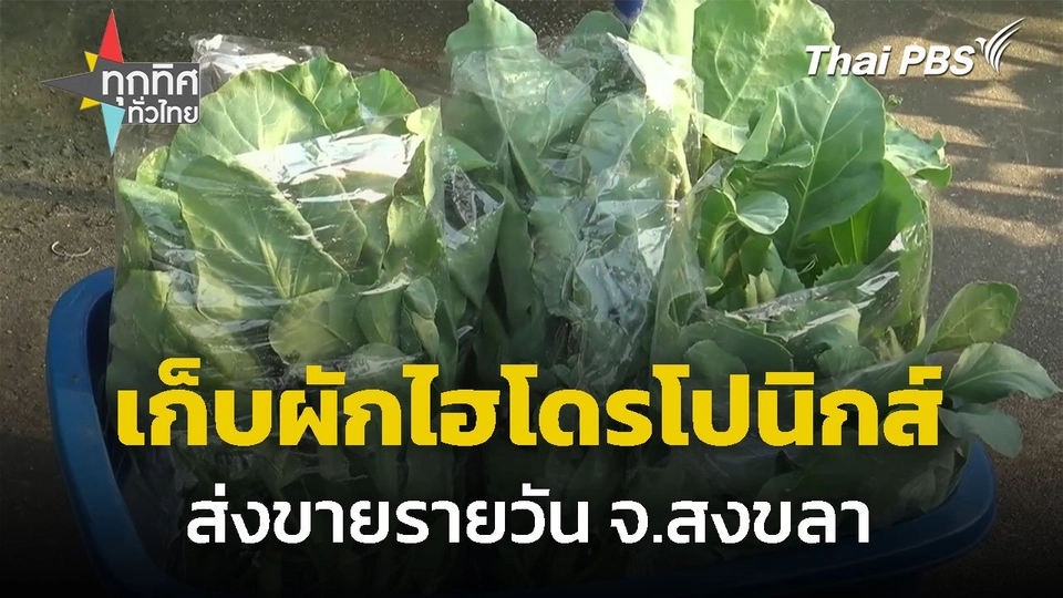 เก็บผักไฮโดรโปนิกส์ ส่งขายรายวัน จ.สงขลา