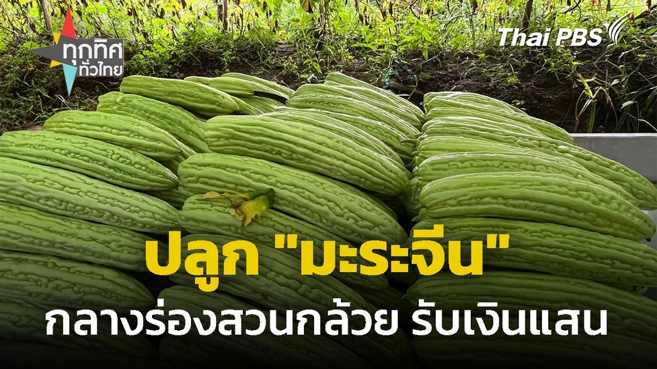 ปลูก "มะระจีน" กลางร่องสวนกล้วย รับเงินแสน