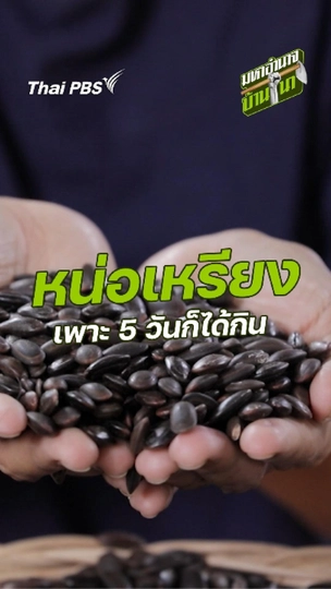 หน่อเหรียง เพาะ 5 วันก็ได้กิน