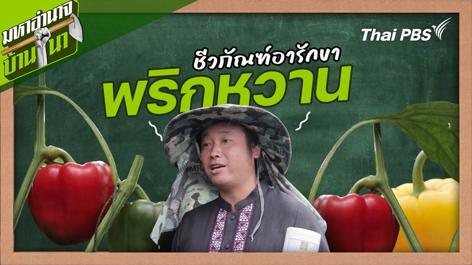 สูตรลับฉบับบ้านนา : ชีวภัณฑ์อารักขาพริกหวาน