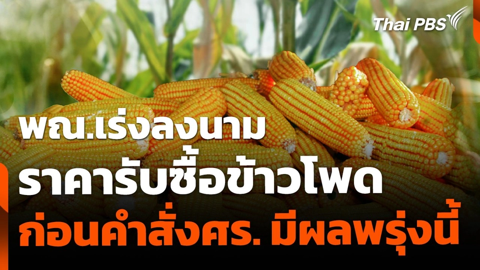 พณ.เร่งลงนาม ประกาศราคารับซื้อข้าวโพดก่อนพ้นตำแหน่ง