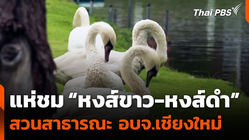 แห่ชม “หงส์ขาว-หงส์ดำ” สวนสาธารณะ อบจ.เชียงใหม่