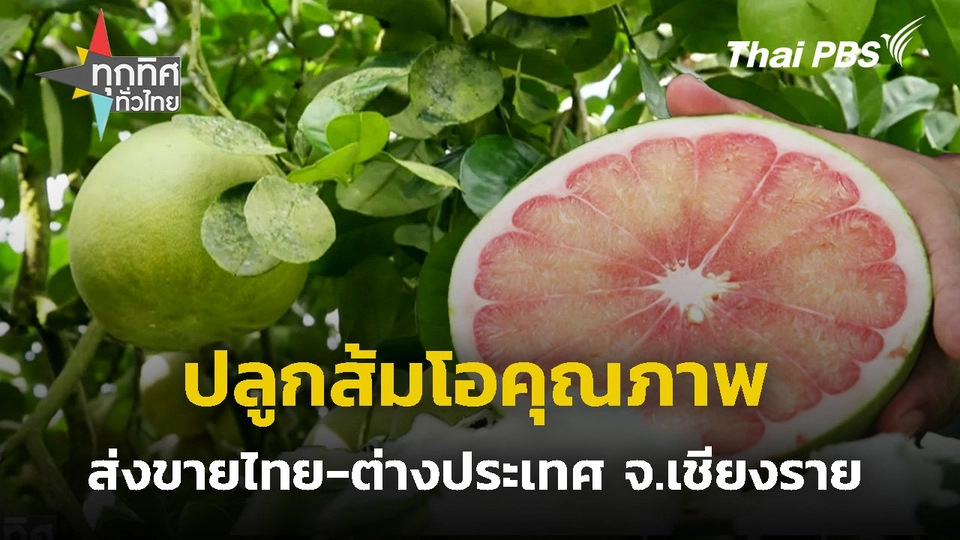 ปลูกส้มโอคุณภาพส่งออก จ.เชียงราย