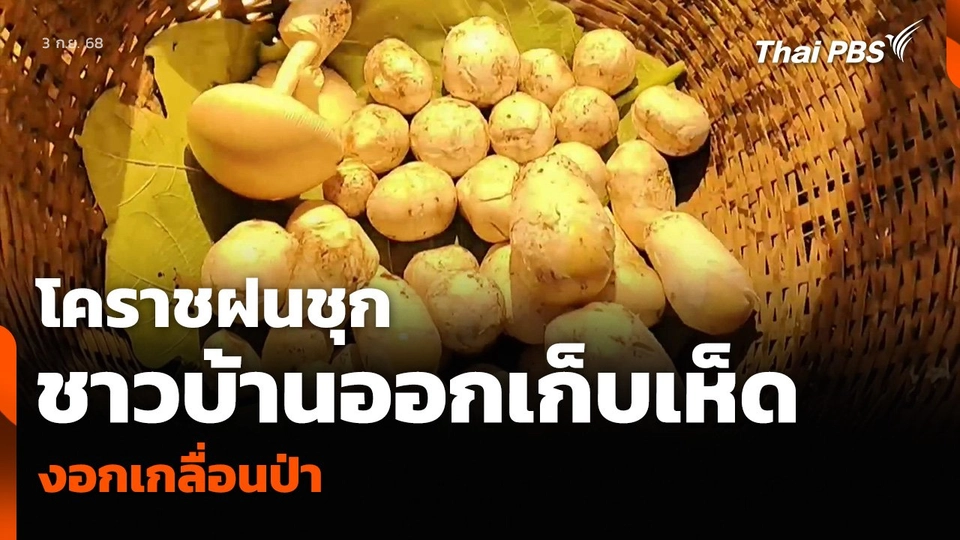 โคราชฝนชุก ชาวบ้านออกเก็บ “เห็ดระโงก” งอกเกลื่อนป่า