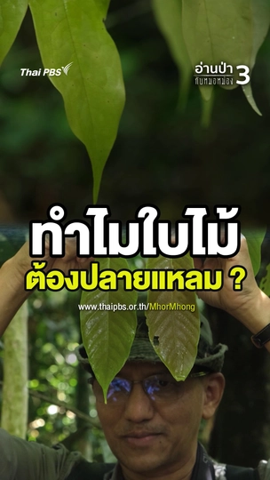 ทำไมใบไม้ต้องปลายแหลม ?