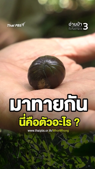 มาทายกัน นี่คือตัวอะไร