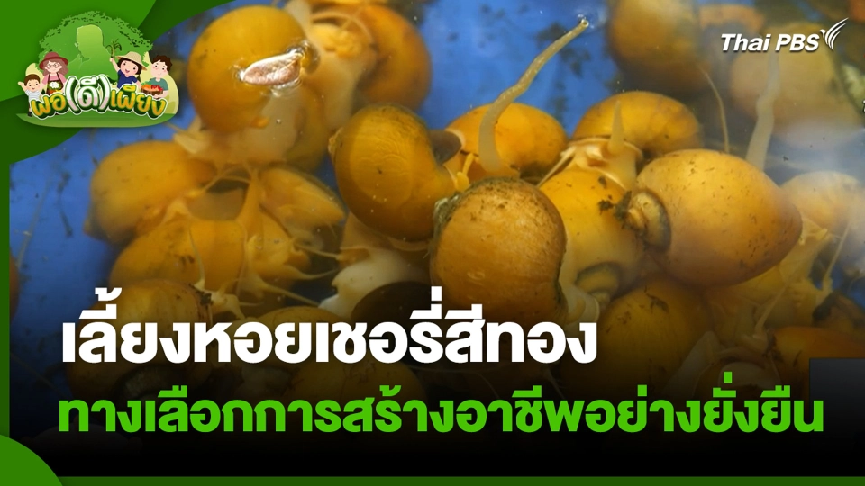เลี้ยงหอยเชอรี่สีทอง ทางเลือกการสร้างอาชีพอย่างยั่งยืน | พอดีพอเพียง | 3 ก.ย. 68