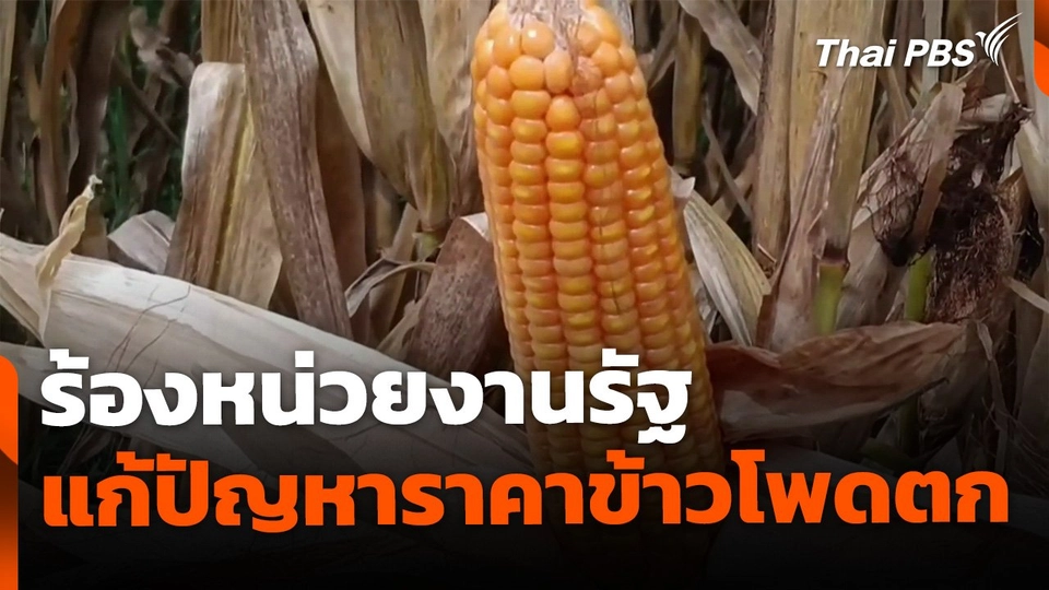 เรียกร้องแก้ปัญหาราคาข้าวโพดตกต่ำ จ.เชียงใหม่