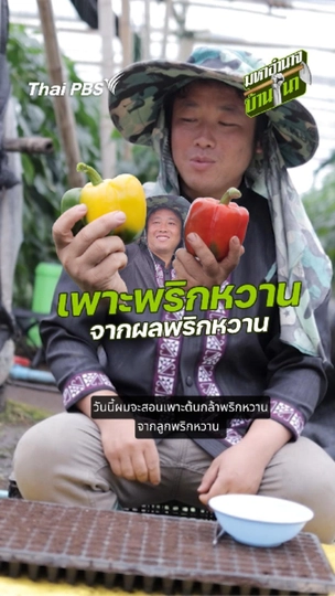 เพาะพริกหวาน จากผลพริกหวาน