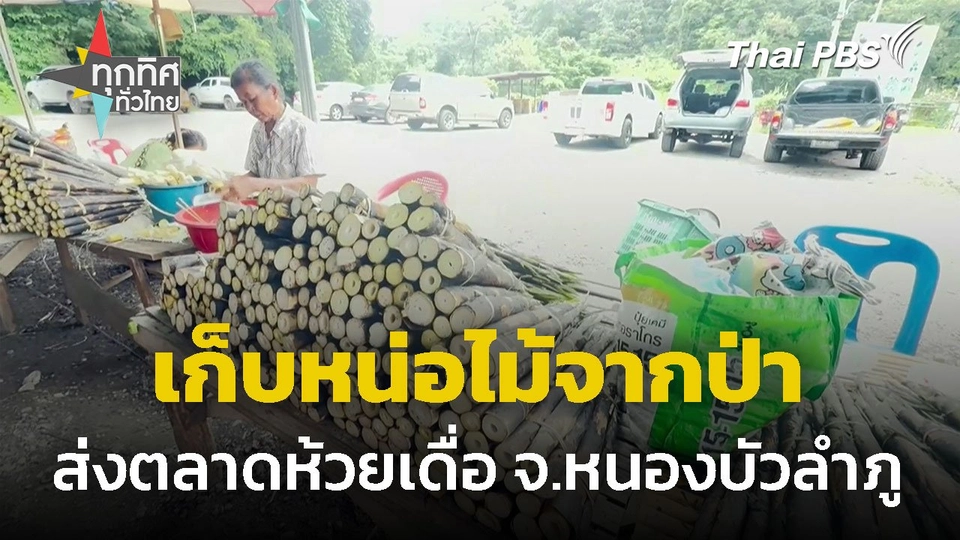 เก็บหน่อไม้จากป่า ส่งขายตลาดห้วยเดื่อ จ.หนองบัวลำภู