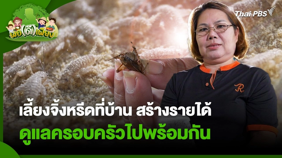 พอดีพอเพียง : เลี้ยงจิ้งหรีดที่บ้าน สร้างรายได้ ดูแลครอบครัวไปพร้อมกัน