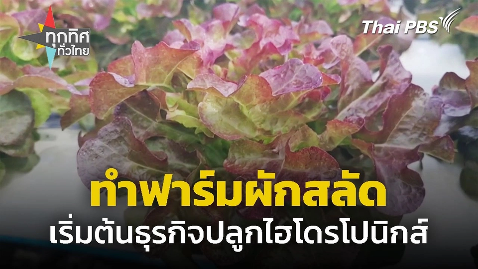 หนุ่มลาออกลุยทำฟาร์มผักสลัด จ.นครราชสีมา