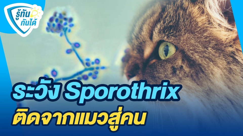 รู้ทันกันได้ : ระวัง Sporothrix ติดจากแมวสู่คน
