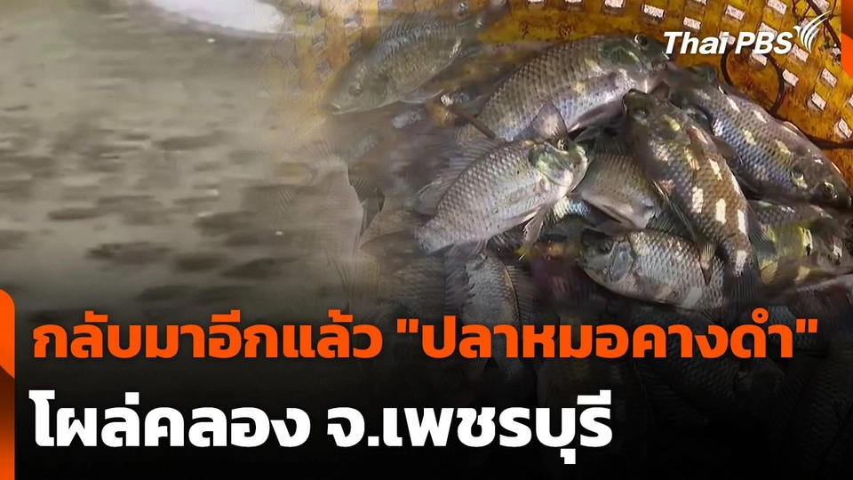 กลับมาอีกแล้ว "ปลาหมอคางดำ" โผล่คลอง จ.เพชรบุรี