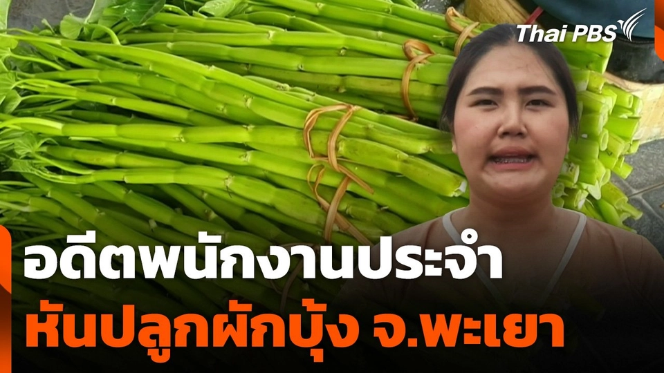 อดีตพนักงานประจำหันปลูกผักบุ้ง จ.พะเยา