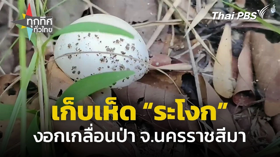 เห็ด “ระโงก” เกลื่อนป่า จ.นครราชสีมา