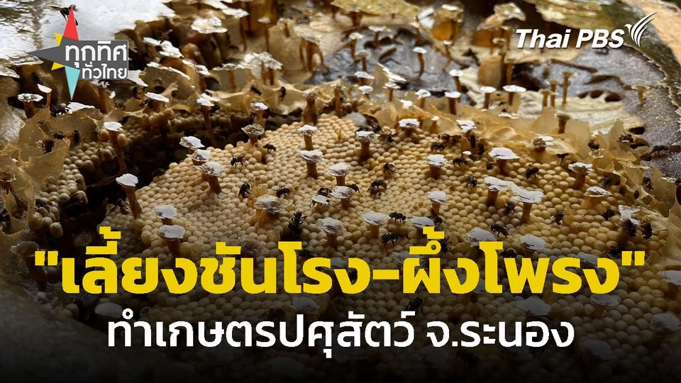 "เลี้ยงชันโรง-ผึ้งโพรง" ทำเกษตรปศุสัตว์รายได้งาม จ.ระนอง