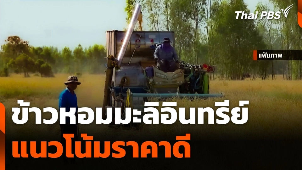 ข้าวหอมมะลิอินทรีย์แนวโน้มราคาดี