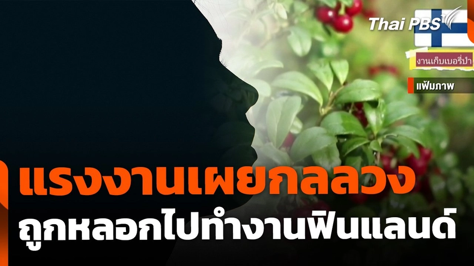 แรงงานเผยกลลวง ถูกหลอกไปเก็บเบอร์รีที่ฟินแลนด์