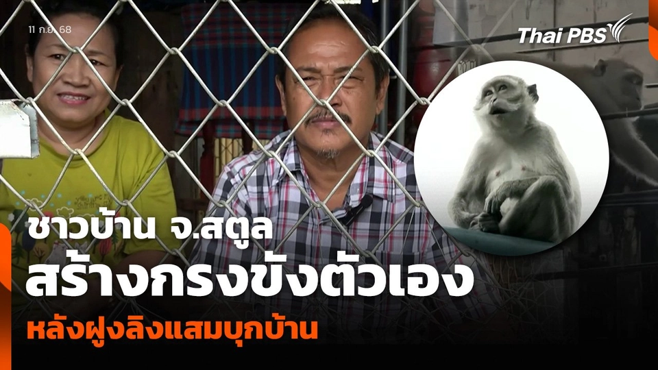 ชาวบ้าน จ.สตูล สร้างกรงขังตัวเอง หลังฝูงลิงแสมบุกบ้าน
