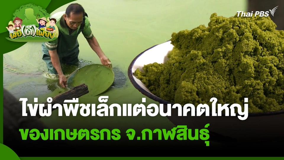 พอดีพอเพียง : ไข่ผำพืชเล็กแต่อนาคตใหญ่ ของเกษตรกรจ.กาฬสินธุ์