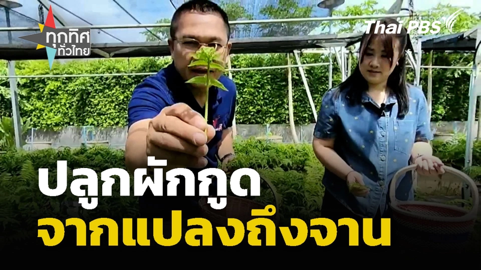 ปลูกผักกูดจากแปลงถึงจาน จ.พระนครศรีอยุธยา