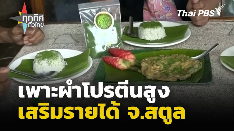 เพาะผำโปรตีนสูงเสริมรายได้ จ.สตูล