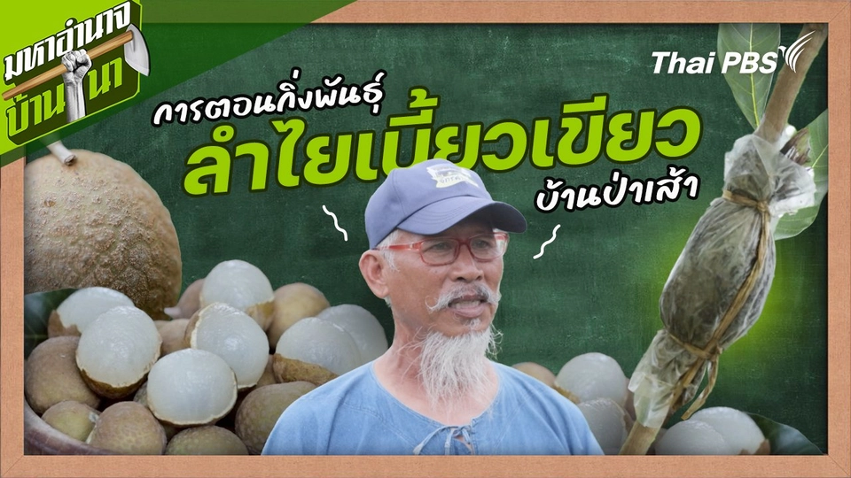 สูตรลับฉบับบ้านนา : สูตรการตอนกิ่งพันธุ์ลำไยเบี้ยวเขียวบ้านป่าเส้า