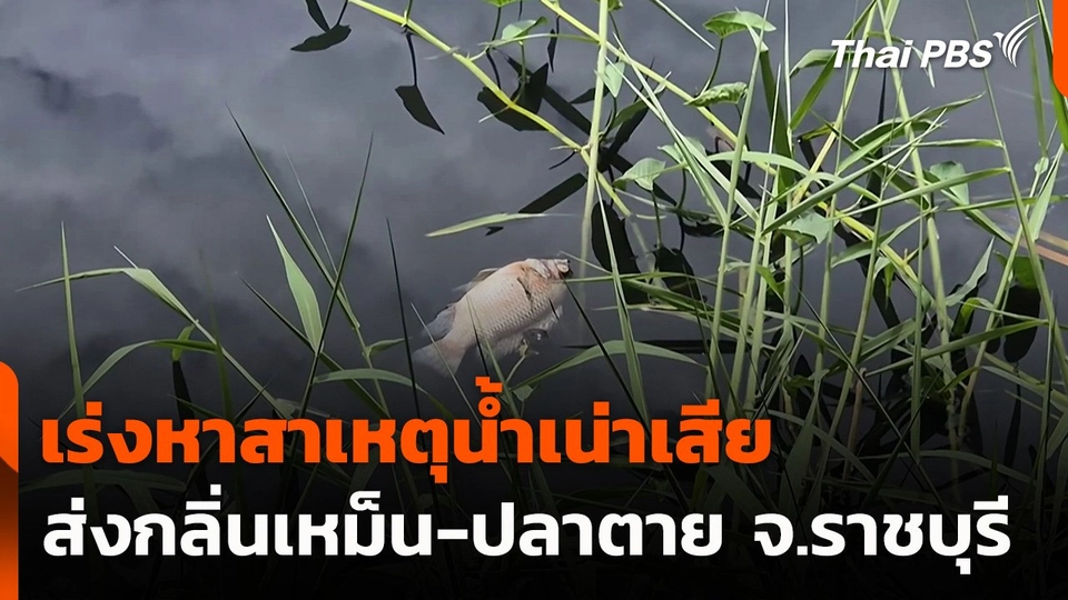 เร่งหาสาเหตุน้ำเน่าเสียส่งกลิ่นเหม็น-ปลาตาย จ.ราชบุรี