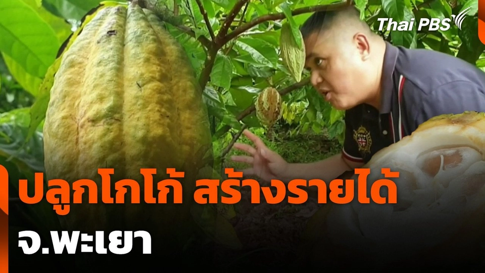 ปลูกโกโก้ สร้างรายได้ จ.พะเยา