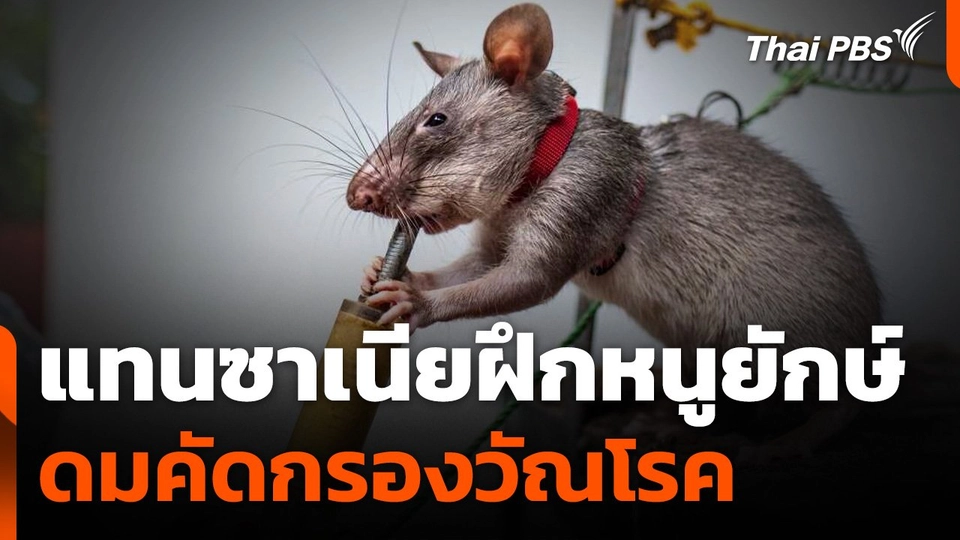 แทนซาเนียฝึกหนูยักษ์ดมคัดกรองวัณโรค