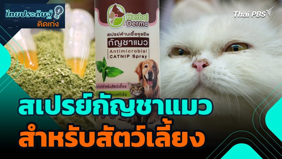ไทยประดิษฐ์คิดเก่ง : สเปรย์กัญชาแมวสำหรับสัตว์เลี้ยง