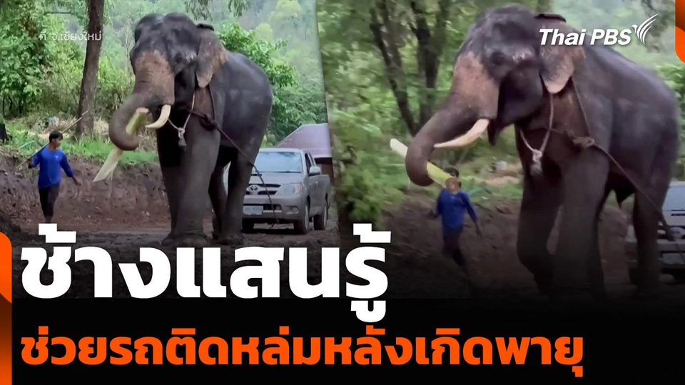 ช้างแสนรู้ ช่วยรถติดหล่มหลังเกิดพายุ จ.เชียงใหม่