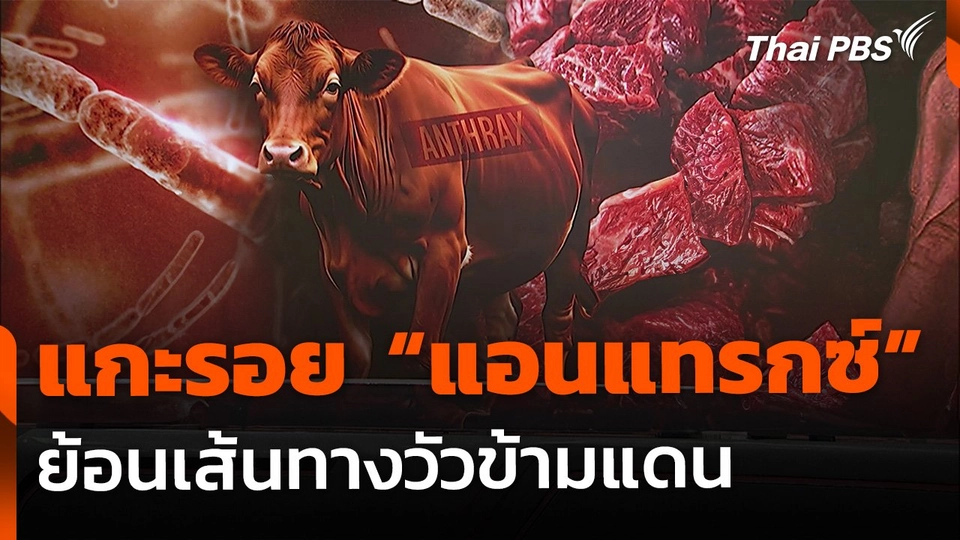แกะรอยต้นตอ "แอนแทรกซ์" ระบาด ย้อนเส้นทางวัวข้ามแดน